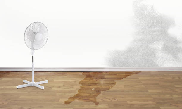 Best Basement water damage restoration  in Mukilteo, WA