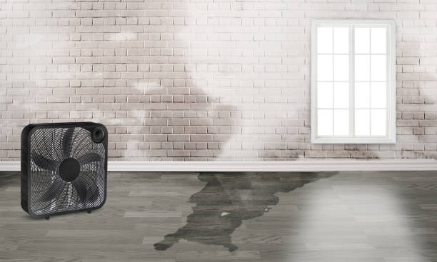 Best Water damage contractors near me  in Mukilteo, WA